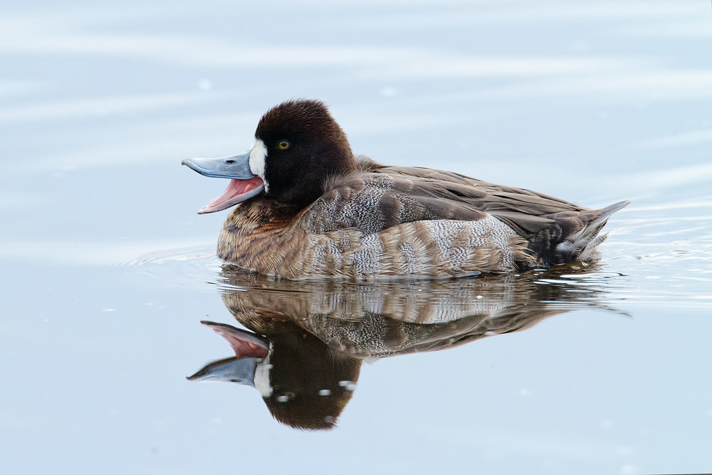 A female lesser scaup yawns as she swims across Horse Lake