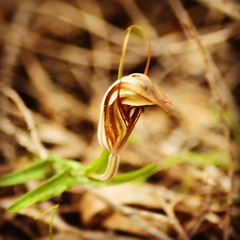 Did you know that you can find shells in the forest?   Wildflower season is just around the corner and these little curled tongue shell orchids are just one of 5 orchids out so far... #australia #wildflowerswa