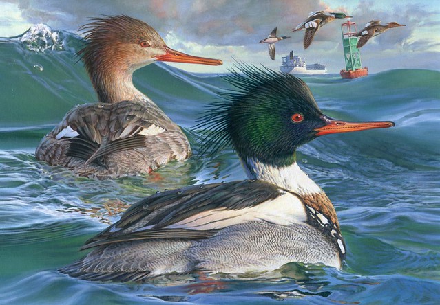 2014 Federal Duck Stamp Art Contest Entry 111