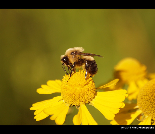 Bumble bee on Sneezeweed (Helenium autumnale)