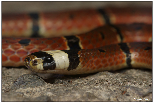 環紋赤蛇 Sinomicrurus macclellandi swinhoei (Van Denburgh, 1912)