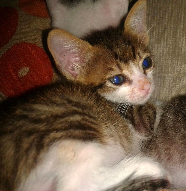 Géiser, gatito blanquipardo dulzón nacido en Julio´14 en adopción. Valencia. ADOPTADO. 14917079797_18be3e9530_z
