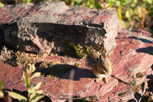 Chipmunk