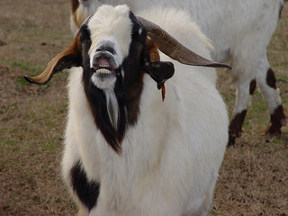 Picture of a goat