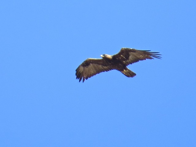Golden Eagle in Carbon County, Wyoming 02