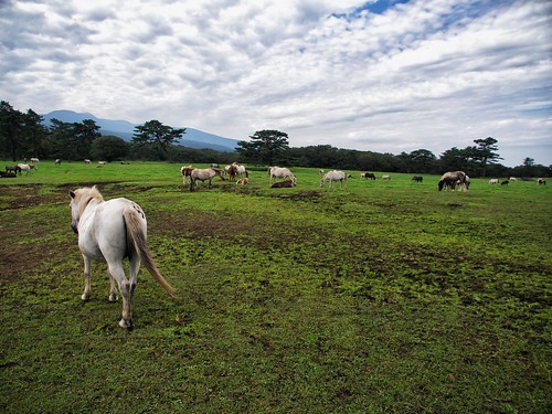 horses mountain green field animals clouds landscape island asia korea southkorea jeju hallasan 제주도 한라산 한국