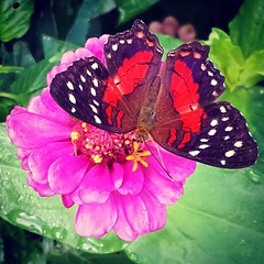 Postman Butterfly feeds before...😲 #trinidadandtobago #butterfly #redblackandwhite #naturephotography #greenmarketsantacruztt
