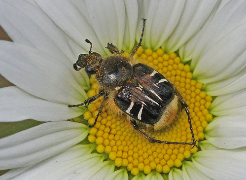 2014 beemimicbeetle cetoniinae coleoptera florenceco grandmalake grandmalakewetlands scarabaeidae trichiotinus trichiotinusassimilis wi beetle insect mimicbeetle