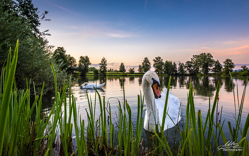 swans swan lake jezero bobovica samobor hrvatska croatia labud sunset zalazak nature nikon reflection europe grass