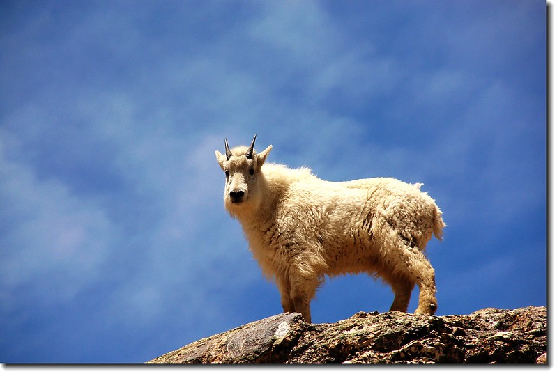 Mountain goats 4