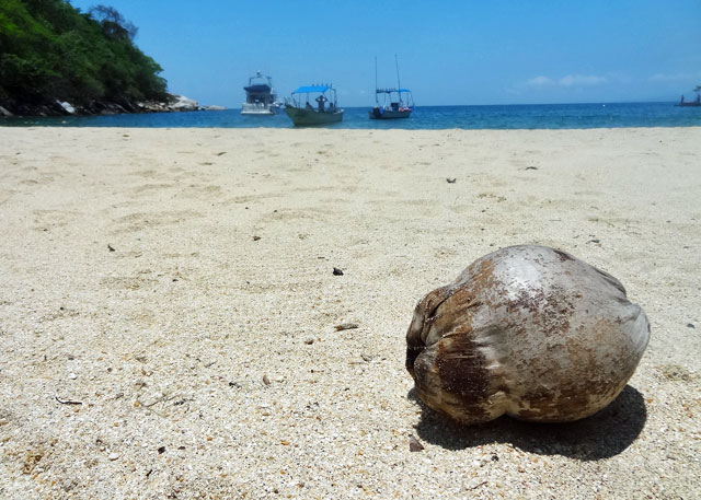 coconut-beach