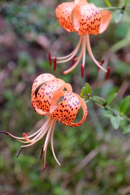 here Tiger lily 02