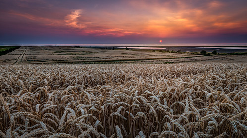 sunset summer sky water field clouds landscape denmark corn cornfield korsor regionzealand