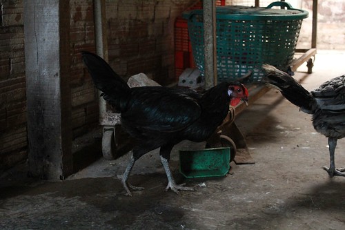 Gà Peru ( cung cấp gà peru từ 1-5 th tuổi) - 9