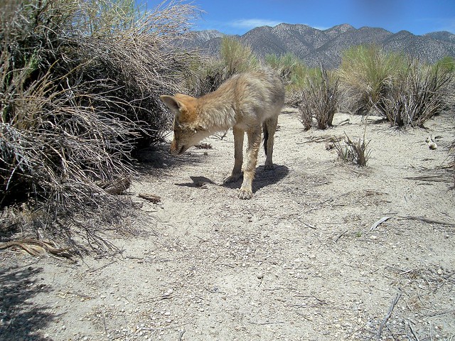 young coyote