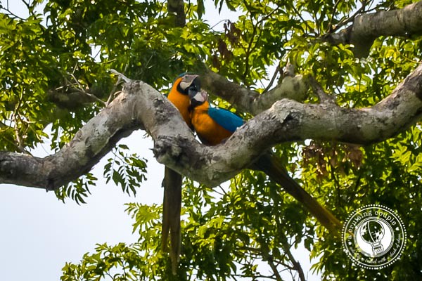 Blue and Yellow Macaws Kissing Brazilian Amazon