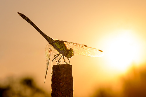 sunset sun sunlight macro insect dragonfly odonata libellulidae anisoptera commondarter sympetrum sympetrumstriolatum