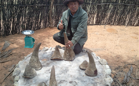 寮國盜獵集團成員，展示犀牛角。圖片來源：KillingforProfit.com