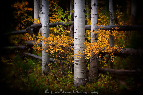 autumn color fall fence colorado aspentrees lakecreek