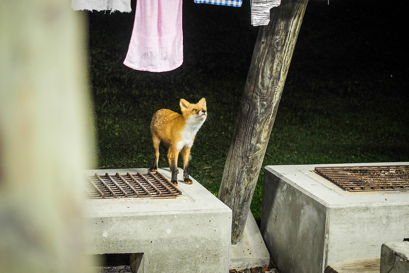 A cheeky fox at Hobetsu Campground, Hokkaido, Japan