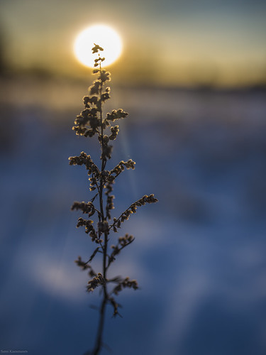 luonto light landscape lumi suomi sky snow finland forest metsä kuusankoski kouvola taivas tree talvi winter white sun sunset kasvi plant aurinko auringonlasku bokeh dof