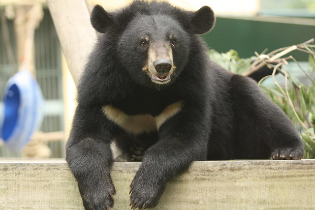 Thao - a glorious handsome moon bear at VBRC