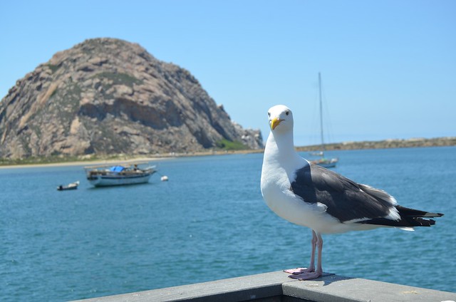 Morro Rock + Seagull