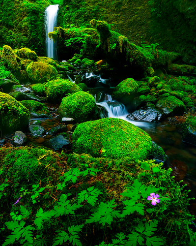 green nature water oregon portland landscape moss boulders waterfalls pacificnorthwest wildflowers columbiarivergorge herbrobert pinkwildflower fotodiox mossygrotto lowerruckelfalls