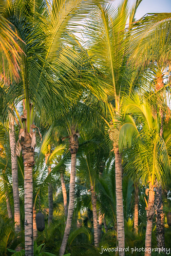 tree del sunrise mexico los cabo san jose palm palmilla cabos