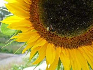 Sonnenblume, voll erschlossen von einem lieblichen Licht umflossen Botanischer Garten 01364