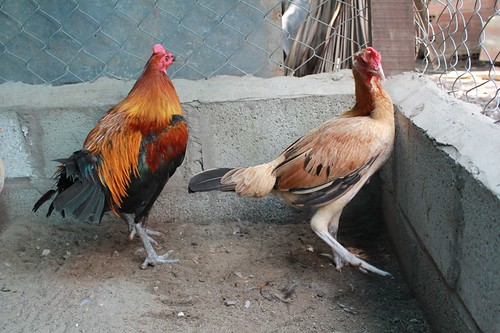 Gà Peru ( cung cấp gà peru từ 1-5 th tuổi) - 13