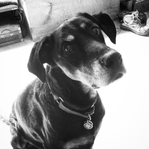 Lola says Good Nothing IG... She's waiting for her @caseyjonesbones treat! #dogstagram #instadog #dobermanmix #rescued #dobiemix #adoptdontshop #seniordog #love