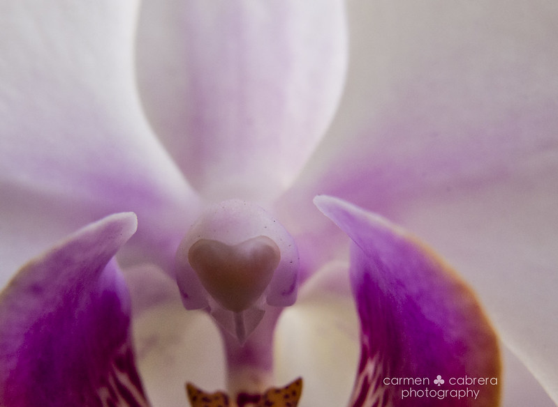 Orchid heart