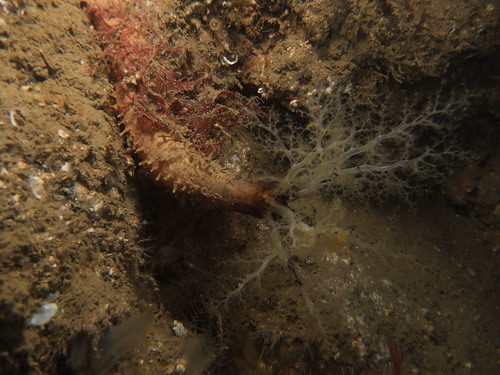 Sea Cucumber (Aslia lefevrei)