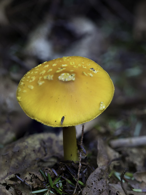 mushroom26