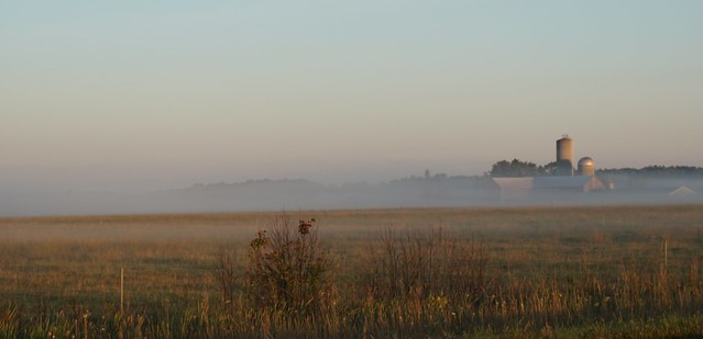 Foggy morning on the farm