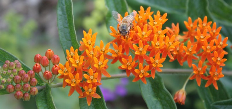 honeybee on butterfly weed