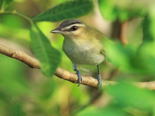 Red-eyed Vireo 2-20140827