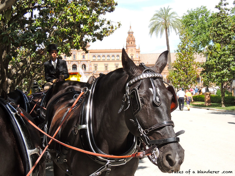SEVILLA - Plaza de España - (XXIX Exhibición de Enganches 2014 - Desfile inaugural)
