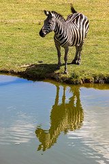 Zebra at Branfere