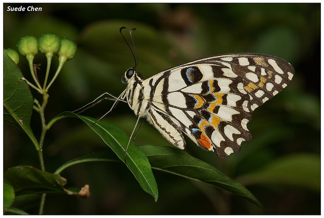 花鳳蝶(無尾鳳蝶) Papilio demoleus Linnaeus, 1758