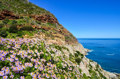 Flowers on Chapman's peak drive, Cape Town peninsula