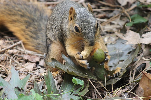 93/365/2284 (September 12, 2014) - Squirrels at the University of Michigan (September 12, 2014)