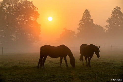 horse mist sunrise