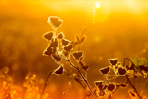 fall sunset golden orange velvet velvetleaf stem ef70200mmf4lusm canon midland michigan mi weed dried