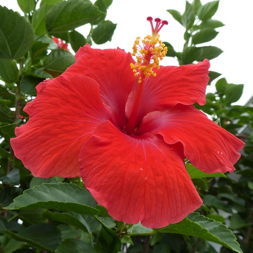 florida thevillages nature flora bloom blossom flower red macro hibiscus