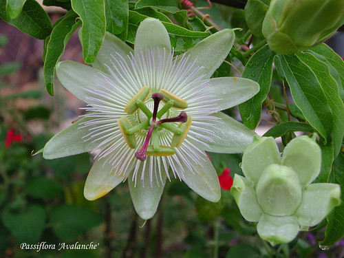 Passiflora 'Avalanche'