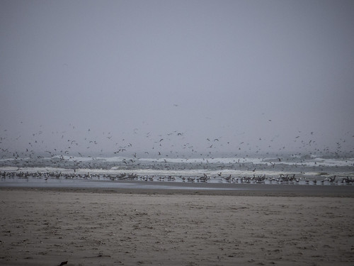 Shore Birds at Long Beach