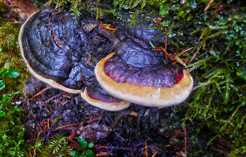 mushroom Washington Cascades 2014_0163