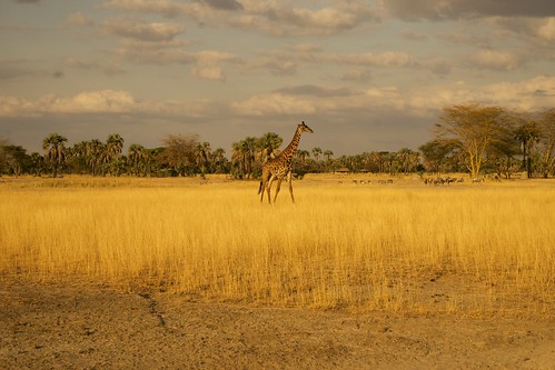 africa tanzania safari giraffe wildebeest